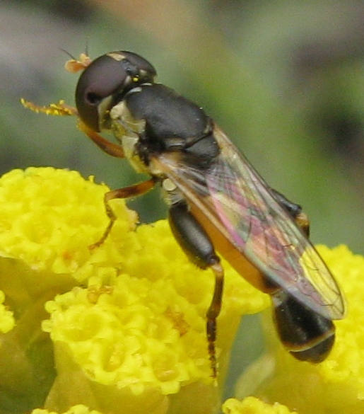 Syritta pipiens e..